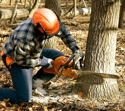 Tree Removal in Capron, VA